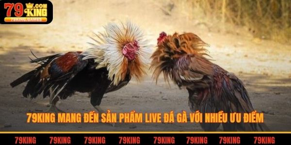 79king mang đến sản phẩm live đá gà với nhiều ưu điểm