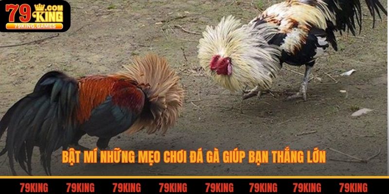 Bật mí những mẹo chơi đá gà giúp bạn thắng lớn