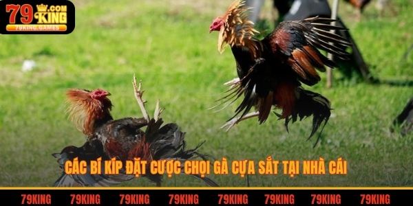 Các bí kíp đặt cược chọi gà cựa sắt tại nhà cái
