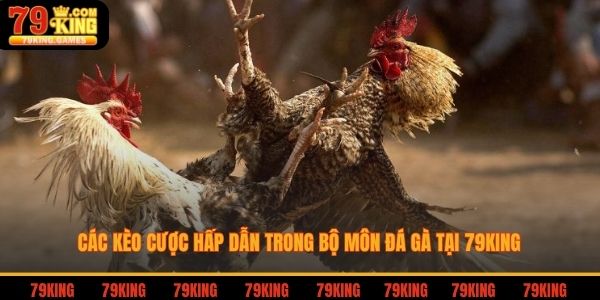 Các kèo cược hấp dẫn trong bộ môn đá gà tại 79king
