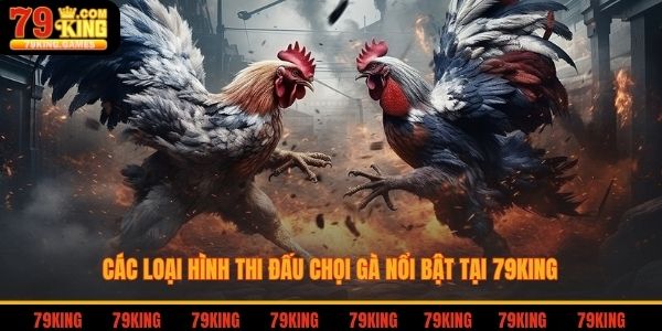 Các lợi thế giúp đá gà tại 79king được ưa chuộng