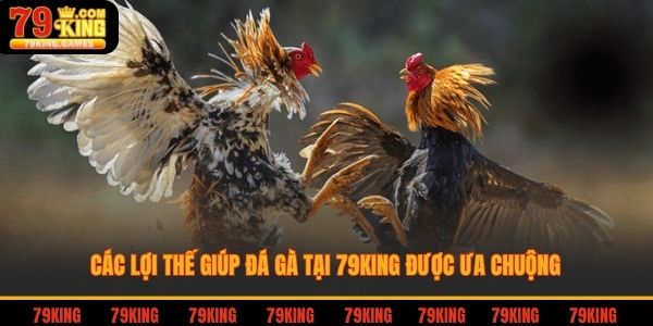 Các loại hình thi đấu chọi gà nổi bật tại 79king