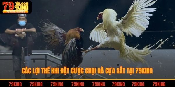 Các lợi thế khi đặt cược chọi gà cựa sắt tại 79king