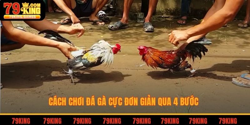 Cách chơi đá gà cực đơn giản qua 4 bước 
