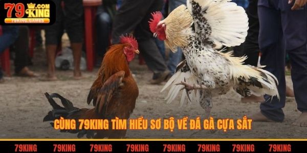 Cùng 79king tìm hiểu sơ bộ về đá gà cựa sắt