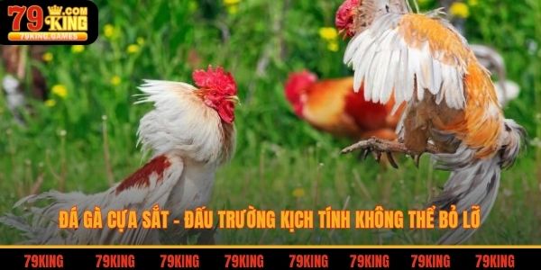 Đá gà cựa sắt - đấu trường kịch tính không thể bỏ lỡ