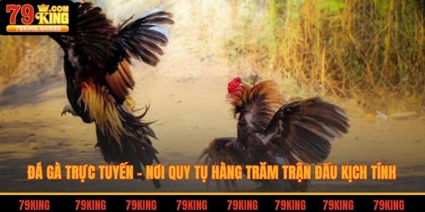 Đá gà trực tuyến - nội quy từ hàng trăm trận đấu kịch tính